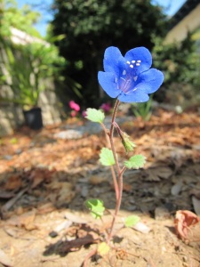 Solitary Fairy Flower Blue